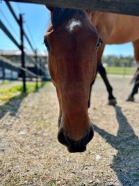 Natural horsemanship